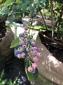 Kids_BlaseFarm_7-2020 (12)